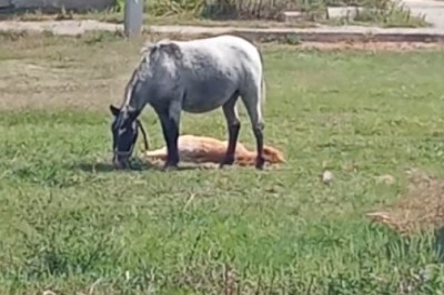 Neigh-some Twosome: A Hilarious Mother-Son Horse Duo!