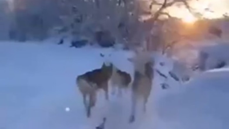 Pawesome Adventure: Watch This Doggo Pull Off a Hilarious Winter Road Trip!