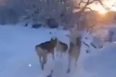 Pawesome Adventure: Watch This Doggo Pull Off a Hilarious Winter Road Trip!