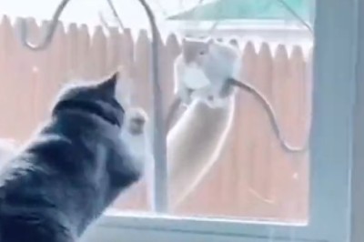 Paws-itively Hilarious! Watch Funny Pets Take Over the Internet in Paw-some Comedy Showdown!