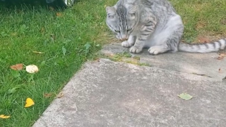 Paws Off! Furry Feline Stands Guard Over Toy Car Like a Boss!