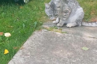 Paws Off! Furry Feline Stands Guard Over Toy Car Like a Boss!