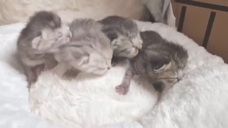 Pawsitively Adorable: Watch This Cat Mama and her Kittens Bring the Cuteness Overload!