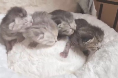 Pawsitively Adorable: Watch This Cat Mama and her Kittens Bring the Cuteness Overload!