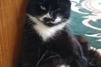 Purr-fect Ponderings! Watch This Hilarious Video of a Cat Sitting and Thinking - You Won't Believe the Deep Thoughts!