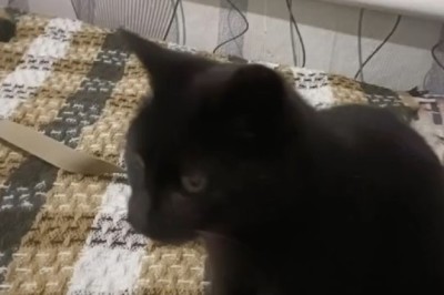 Purr-fectly Adorable! This Lovely Cat Will Melt Your Heart with Cuteness Overload!