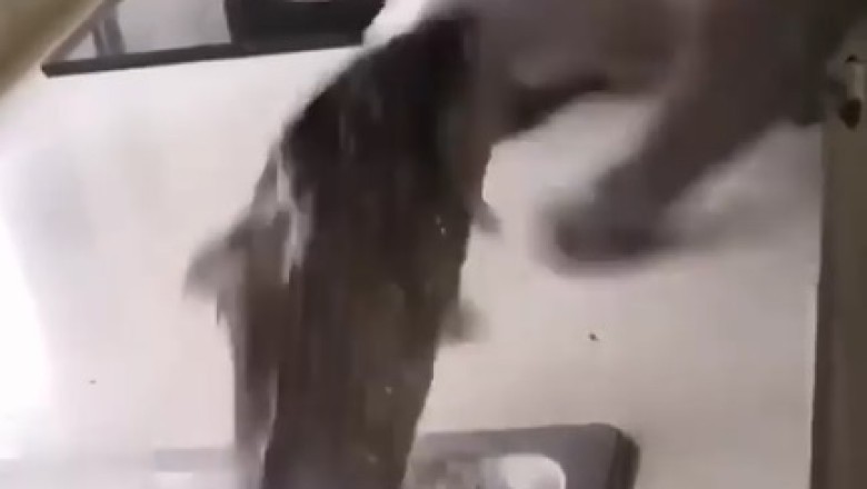 Purrfection Unleashed: Hilarious Chaos Ensues When Cats Try to Create!