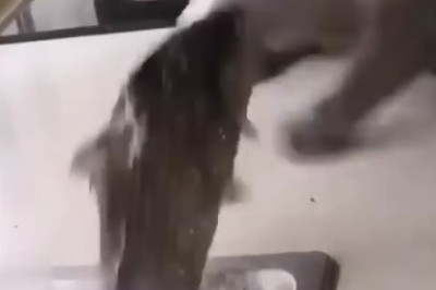 Purrfection Unleashed: Hilarious Chaos Ensues When Cats Try to Create!