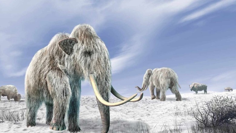 Reviving Woolly Mammoths: Scientists' Groundbreaking Progress