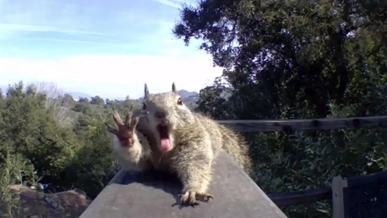 UnBEARably Cute: Squirrel Goes Viral for Hilarious Hidden Camera Pose!