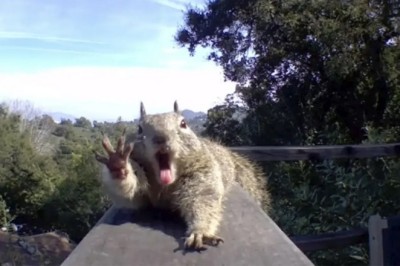 UnBEARably Cute: Squirrel Goes Viral for Hilarious Hidden Camera Pose!