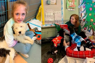 Fostering Learning and Joy: The Impact of Puppies in American Schools