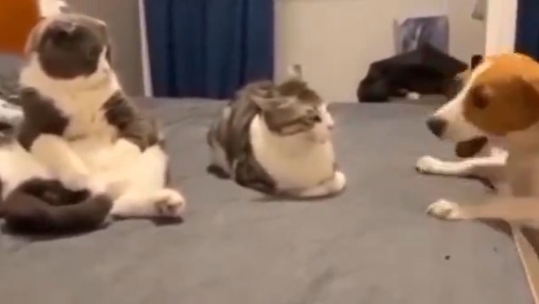 Fur-tastic Love Triangle: Hilarious Video of Two Cats on a Table & a Dog Trying to Crash the Party!