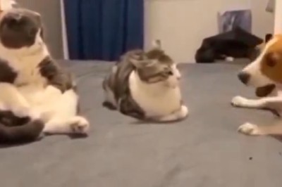 Fur-tastic Love Triangle: Hilarious Video of Two Cats on a Table & a Dog Trying to Crash the Party!