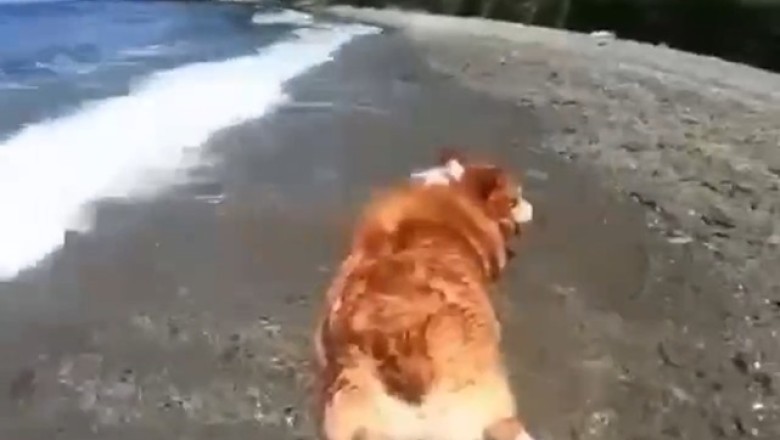 Hilarious Dog Shows Off His Beach Vibes While Sunbathing
