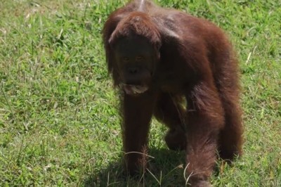 Hilarious Hijinks: Orangutan Goes Wild in the Jungle!
