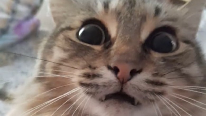 Pawsitively Hilarious: This Cat's Comedy Routine Will Have You in Stitches!