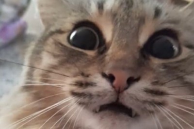 Pawsitively Hilarious: This Cat's Comedy Routine Will Have You in Stitches!