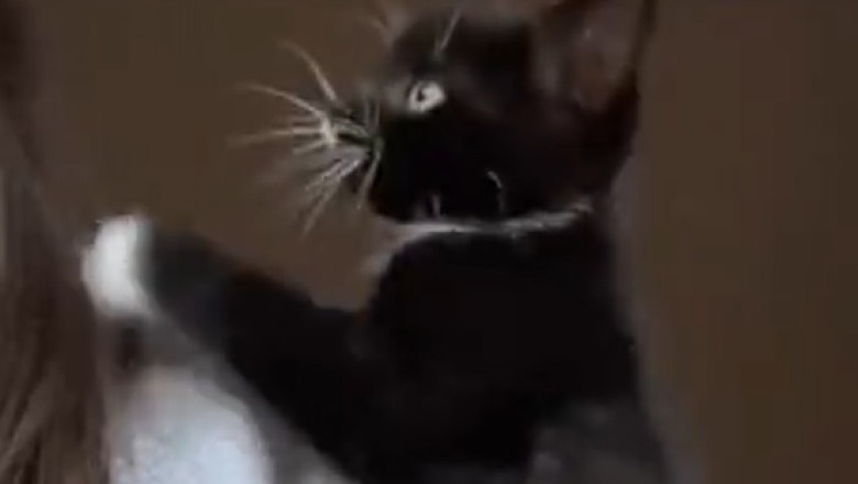 Purrfection Alert: The Adorable Antics of a Lovely Cat That Will Melt Your Heart!