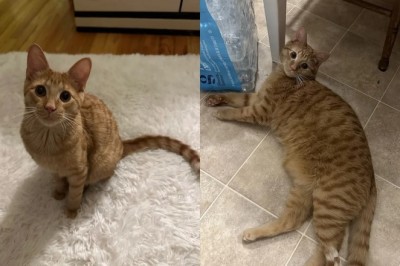 Seymour the Cat: A Hilarious Foodie with a Flair for Drama