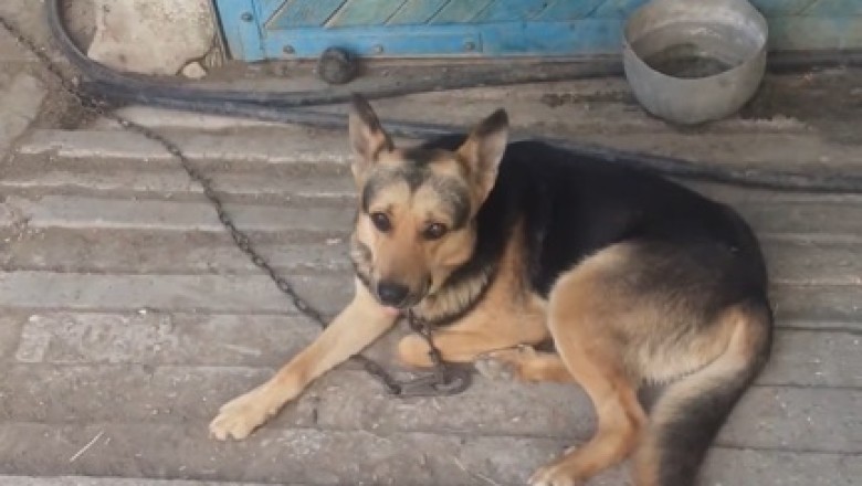 When Your Dog Takes 'Retail Therapy' a Little Too Literally!
