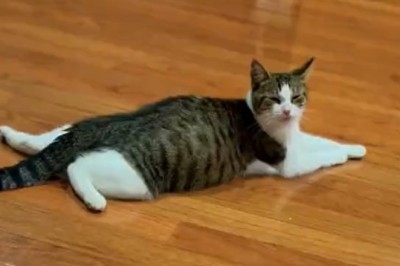 Epic Cat Purranormal Activity! Watch as Feline Goes Full 'Dilated' Mode!