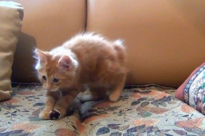 Feathered Friend or Furry Thief? Cat's Hilarious Birdie Hijinks Caught on Camera!