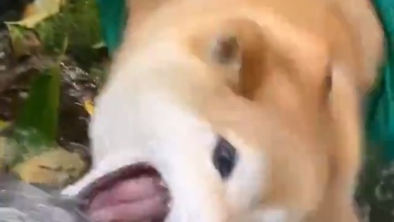 H2-Woah! Watch This Thirsty Dog's Hilarious Reaction After Finding Water in the Desert!