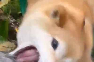 H2-Woah! Watch This Thirsty Dog's Hilarious Reaction After Finding Water in the Desert!