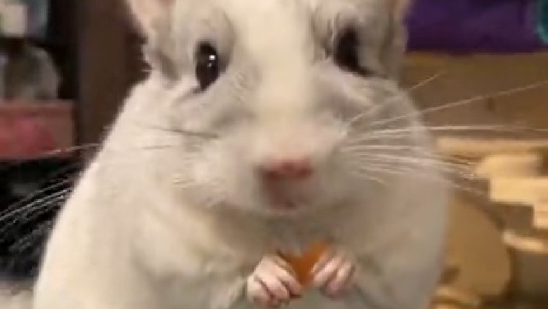 Hilarious Mouse's Foodie Adventure Caught on Camera!