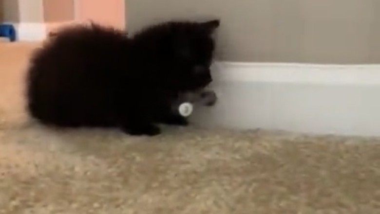 Kitten's Wacky Antics Will Leave You in Stitches!