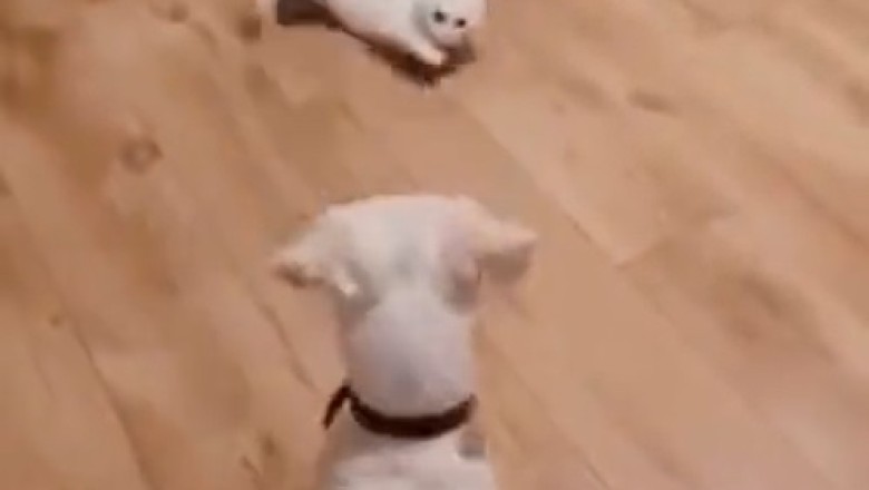 Pawsitively Hilarious! Cat and Dog Have a Roaring Contest in Side-Splitting Shouting Match!