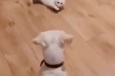 Pawsitively Hilarious! Cat and Dog Have a Roaring Contest in Side-Splitting Shouting Match!