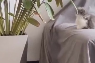 Purr-fect Copycat: Cute Kitten Mimics Dog's Bark After Seeing Picture - Hilarity Ensues!