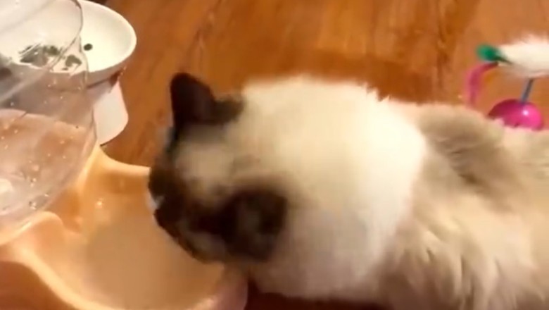 Purr-fectly Hydrated: Hilarious Cat's Water Drinking Skills Will Leave You Thirsting for More!