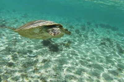 Shell Shocked: Hilarious Turtle Makes Waves in the Ocean!