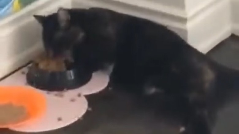 The Purrrrfect Foodie: Cat's Epic Feasting Frenzy Will Leave You Hungry for More!