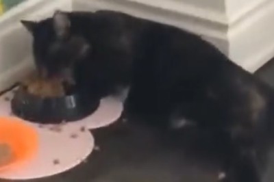 The Purrrrfect Foodie: Cat's Epic Feasting Frenzy Will Leave You Hungry for More!