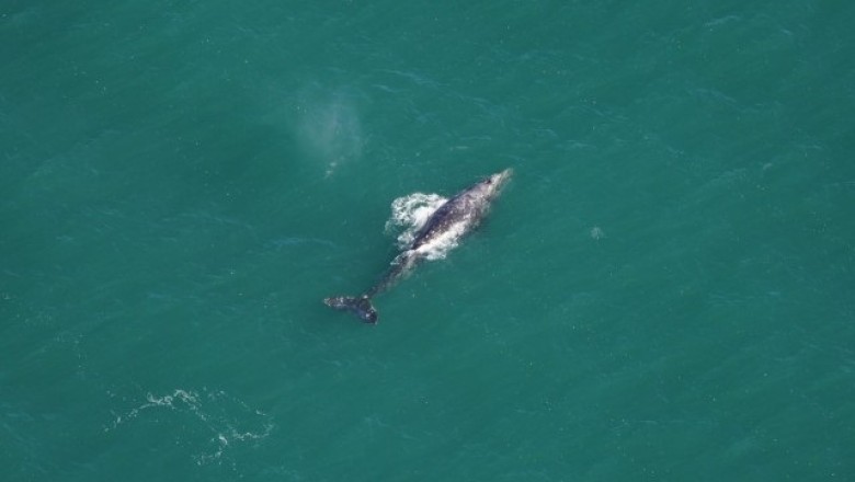 Unbelievable Sighting: Gray Whale Spotted in Atlantic Waters After 300 Years!