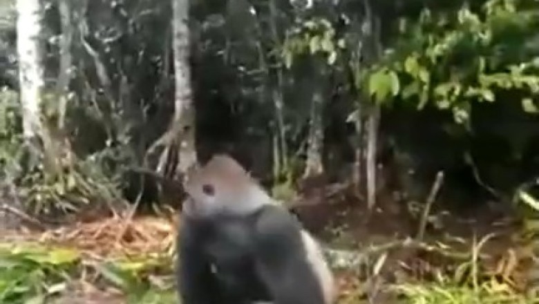 Apesolutely Hilarious: Gorilla Prankster Gives Boat Passenger a Wild Surprise!