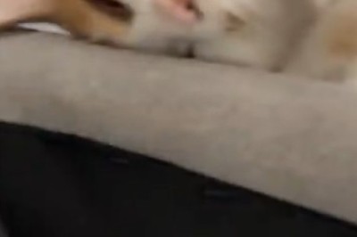 Cat Napping Goals: When Felines Defy Gravity and Logic!