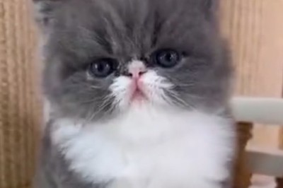 Caution: Extreme Cuteness Ahead! Watch These Kittens Hilariously Attempt Their First Bath Time!