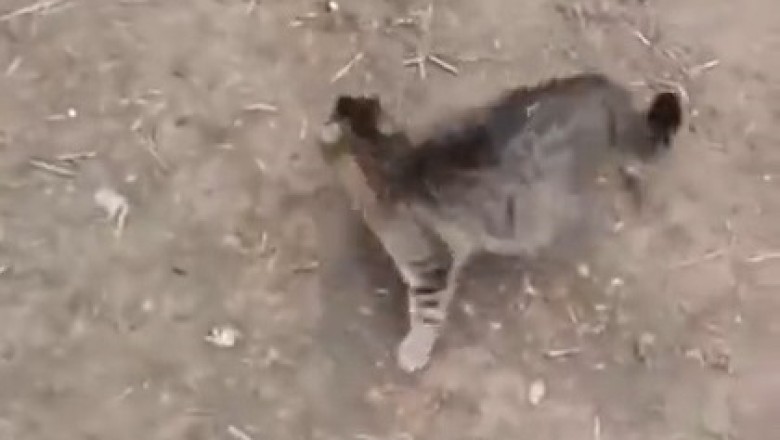 Claws vs. Paws: Cat Goes Beast Mode on Puzzled Pooch!