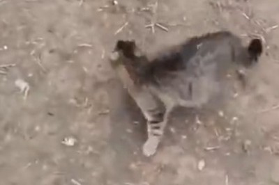 Claws vs. Paws: Cat Goes Beast Mode on Puzzled Pooch!