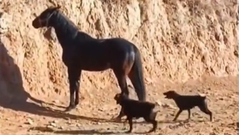 Epic Fail or Just Horsing Around? Horse vs. Dogs Comedy Showdown!