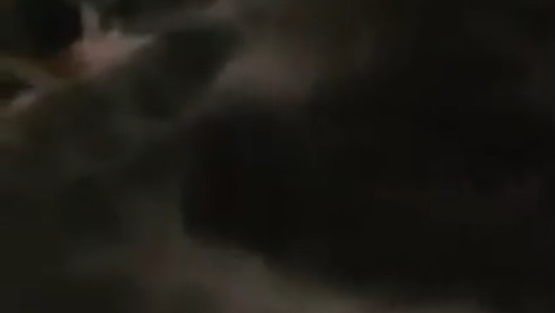 Paws-itively Hilarious: Watch These Two Cats Turn Playtime into a Comedy Showstopper!