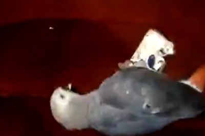 Polly the Parrot Picks up a Bad Habit: Smoking Cigarettes!