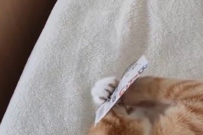 Purrrfectly Fashionable: Cat Goes on a Shopping Spree for Winter Wardrobe!