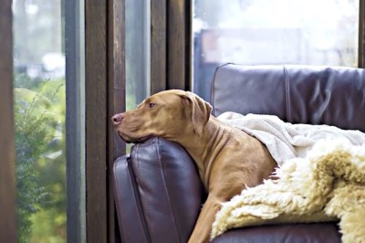 Sleepy Pup Gets a Rude Awakening: Doggone Hilarious Shenanigans Unfold!