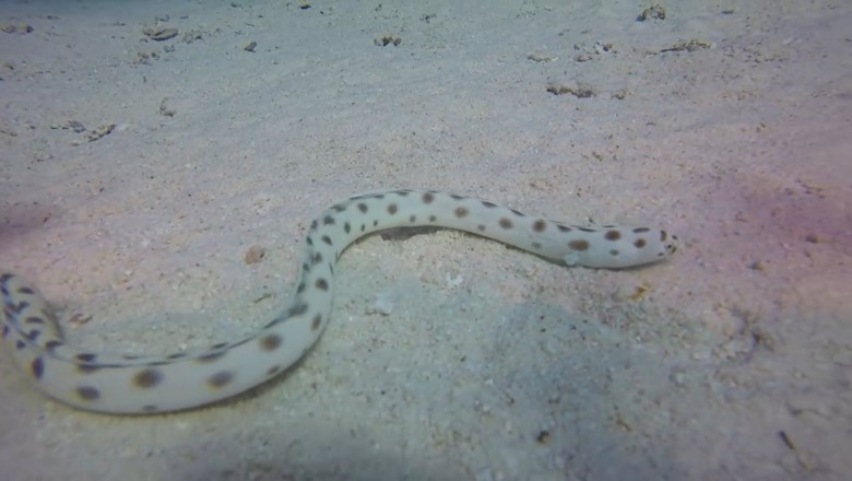 Sssurprising Serenity: Snake Takes a Swim and Leaves Everyone in Sssplits!